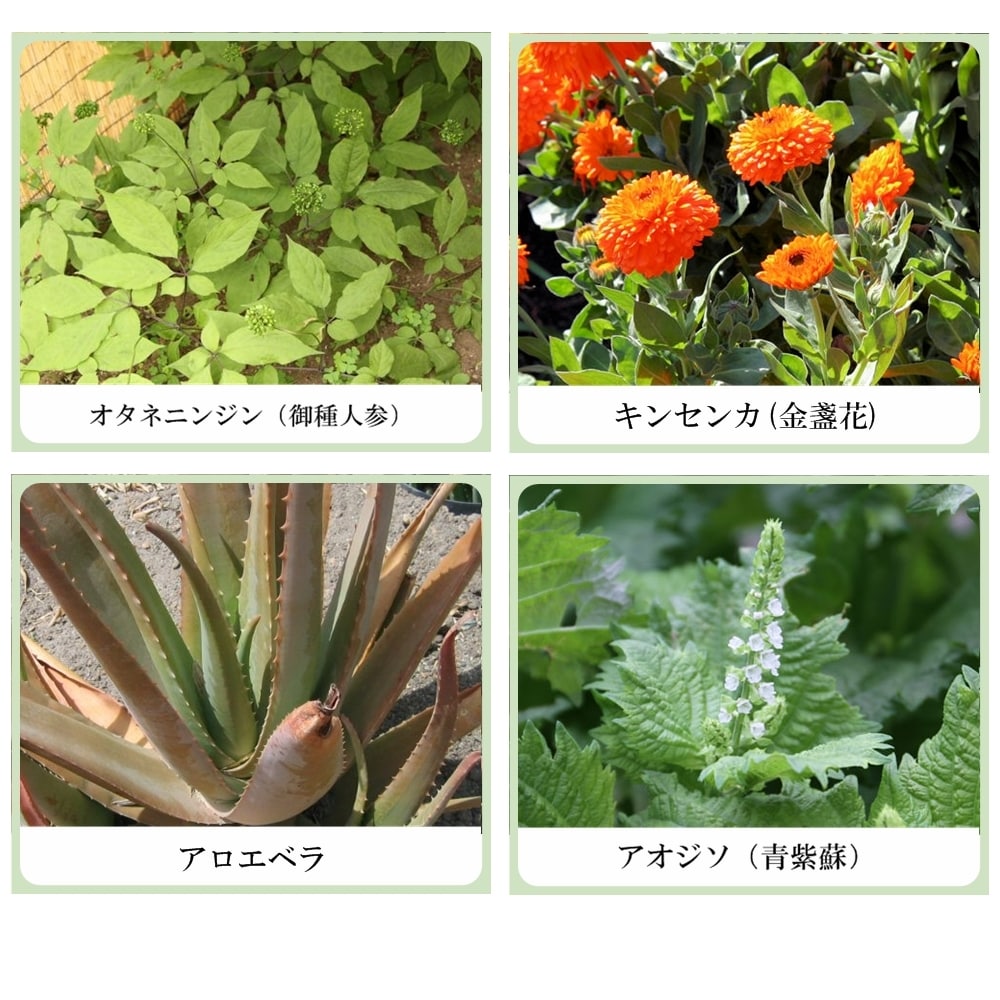 草根木花 ハーブ フェイシャルウオッシュ（ヒアルロン酸配合洗顔フォーム）