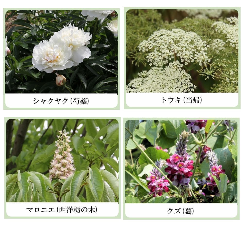 草根木花 ハーブ フェイシャルウオッシュ（ヒアルロン酸配合洗顔フォーム）