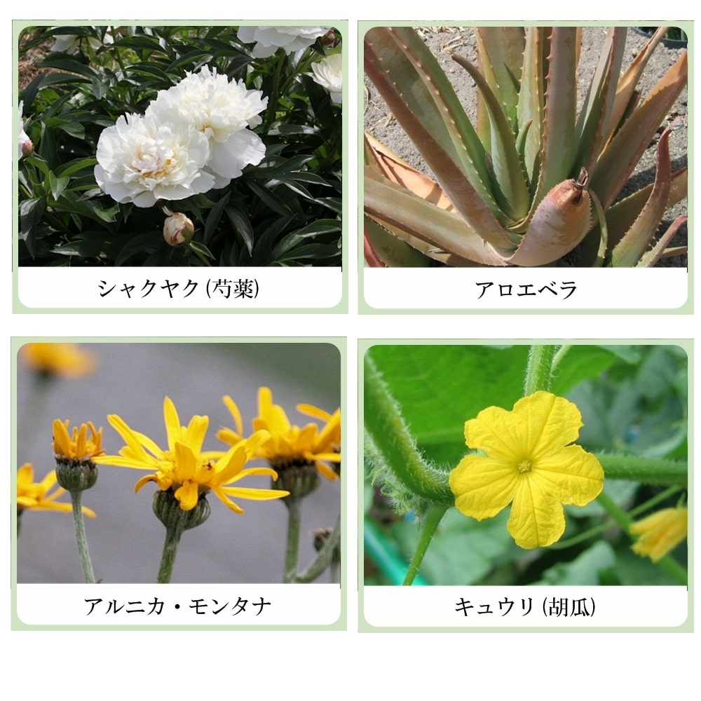 草根木花 ハーブ アストリンゼントローション No.2(紫根化粧水・紫根化粧品)