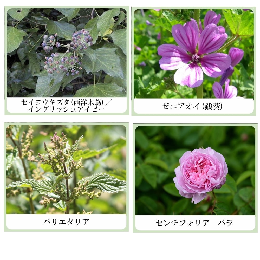 草根木花 ハーブ アストリンゼントローション No.2(紫根化粧水・紫根化粧品)