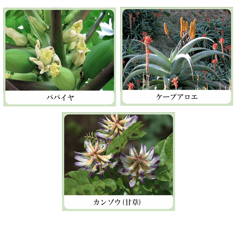 肌果美人 パパヤ フェイシャルソープ （パパイン酵素配合洗顔パウダー）