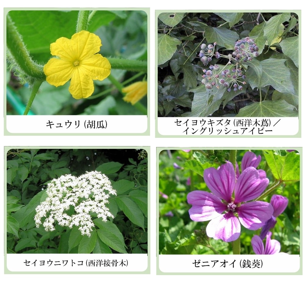 草根木花 ハーブ モイスチュアクリーム No.2 (紫根クリーム・紫根化粧品)