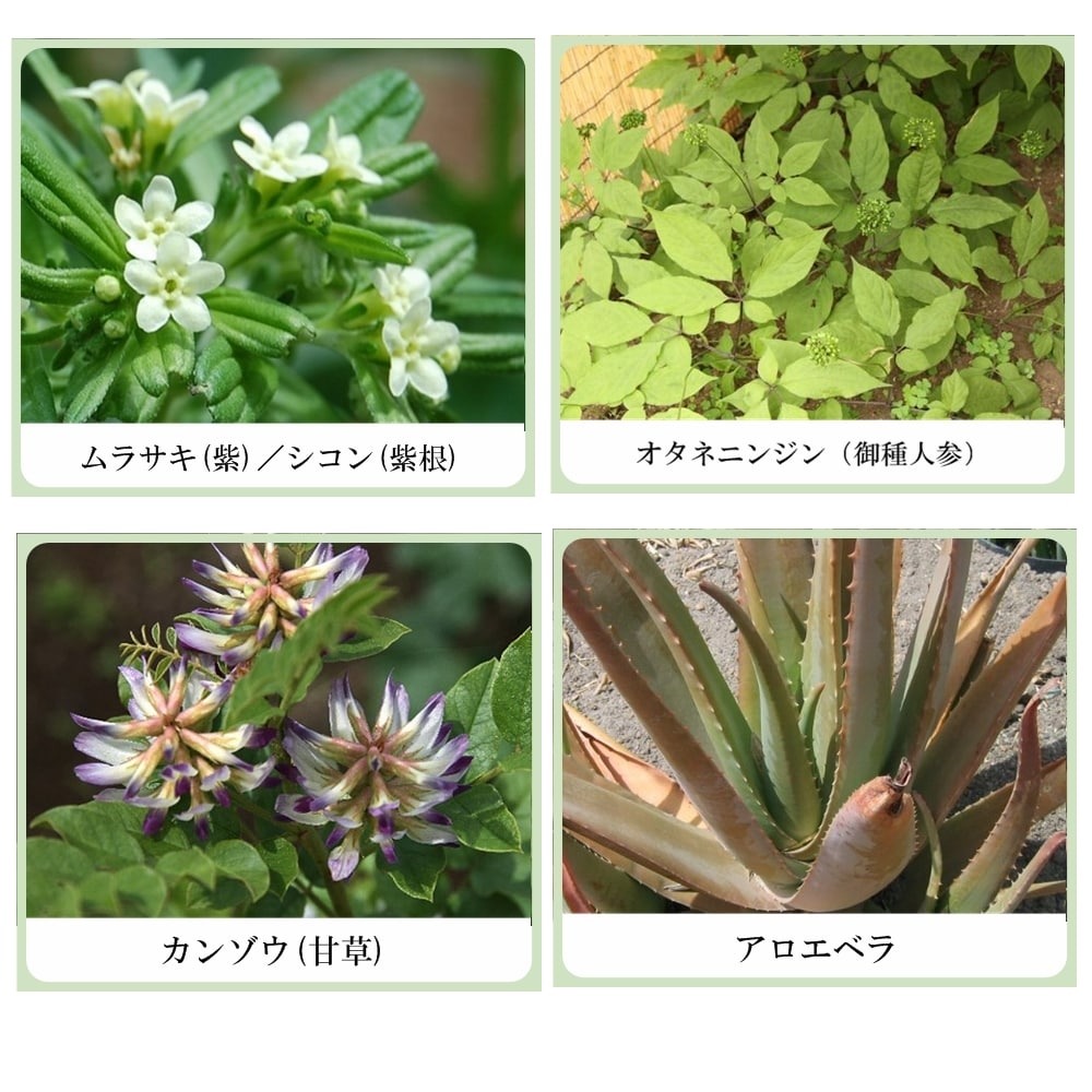 草根木花 ハーブ モイスチュアクリーム No.2 (紫根クリーム・紫根化粧品)