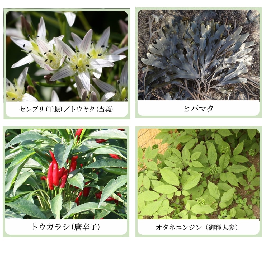 草根木花 ハーブ モイストシャンプー No2（ヘマチン配合　アミノ酸系オールインワンシャンプー　シルバーヘア用）