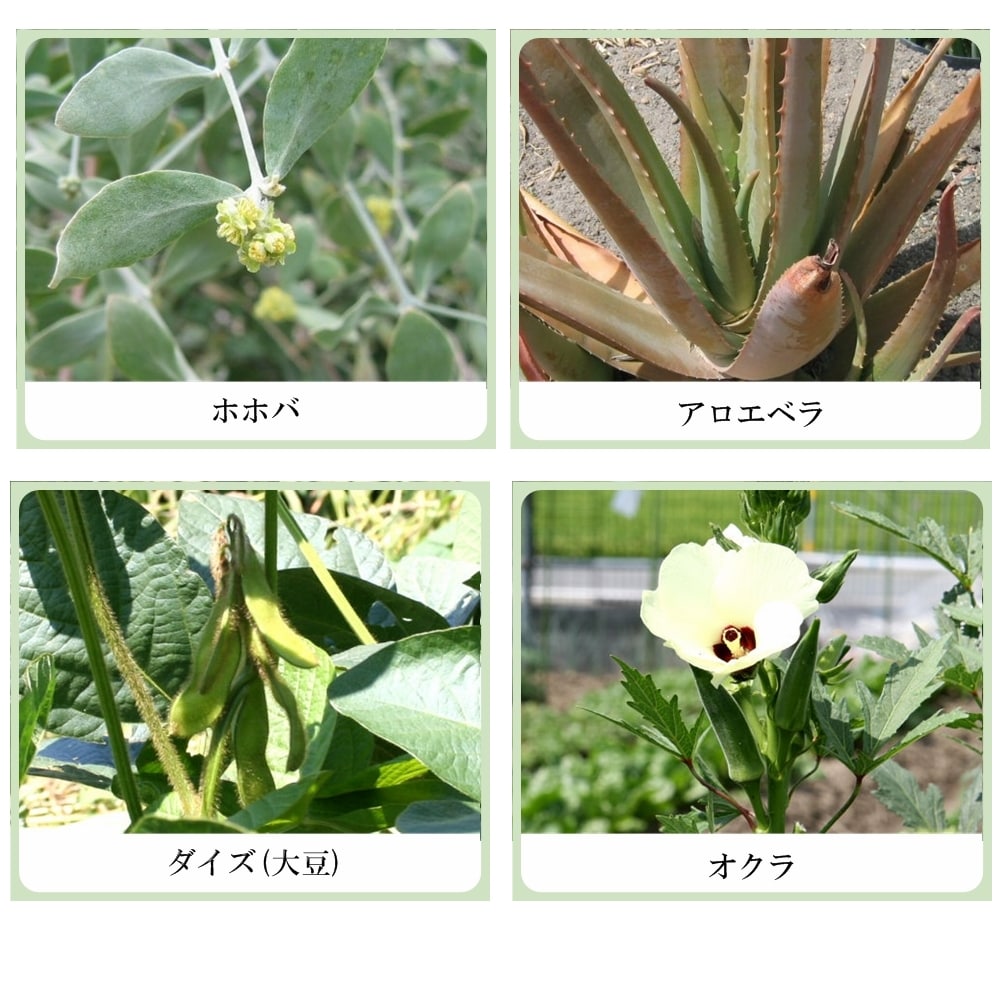 草根木花 ハーブ グレース スキン クレンジング（スクワラン配合クレンジングオイル）