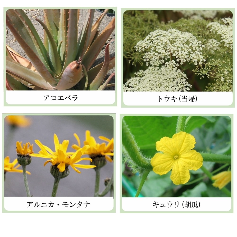 草根木花 ハーブ アストリンゼントローション No.1 （紫蘇化粧水・紫蘇化粧品）