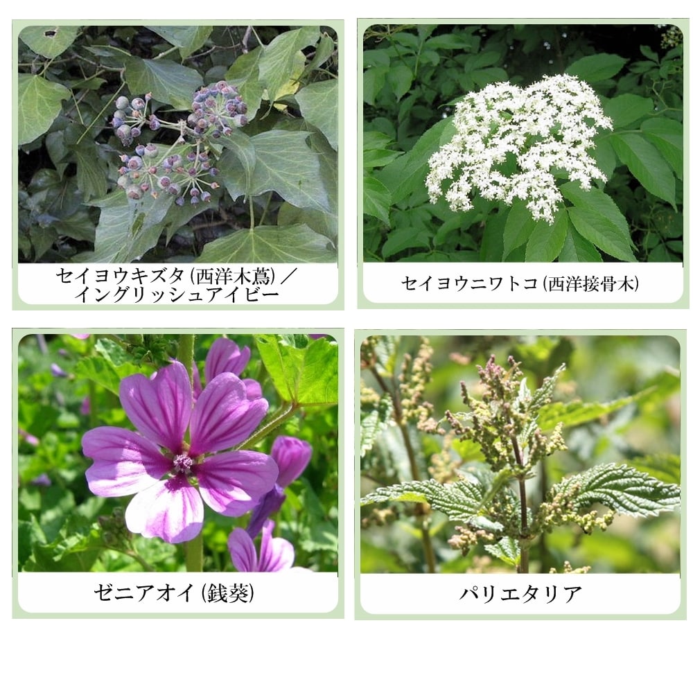 草根木花 ハーブ ミルキーローション No.1 （紫蘇乳液・紫蘇化粧品）