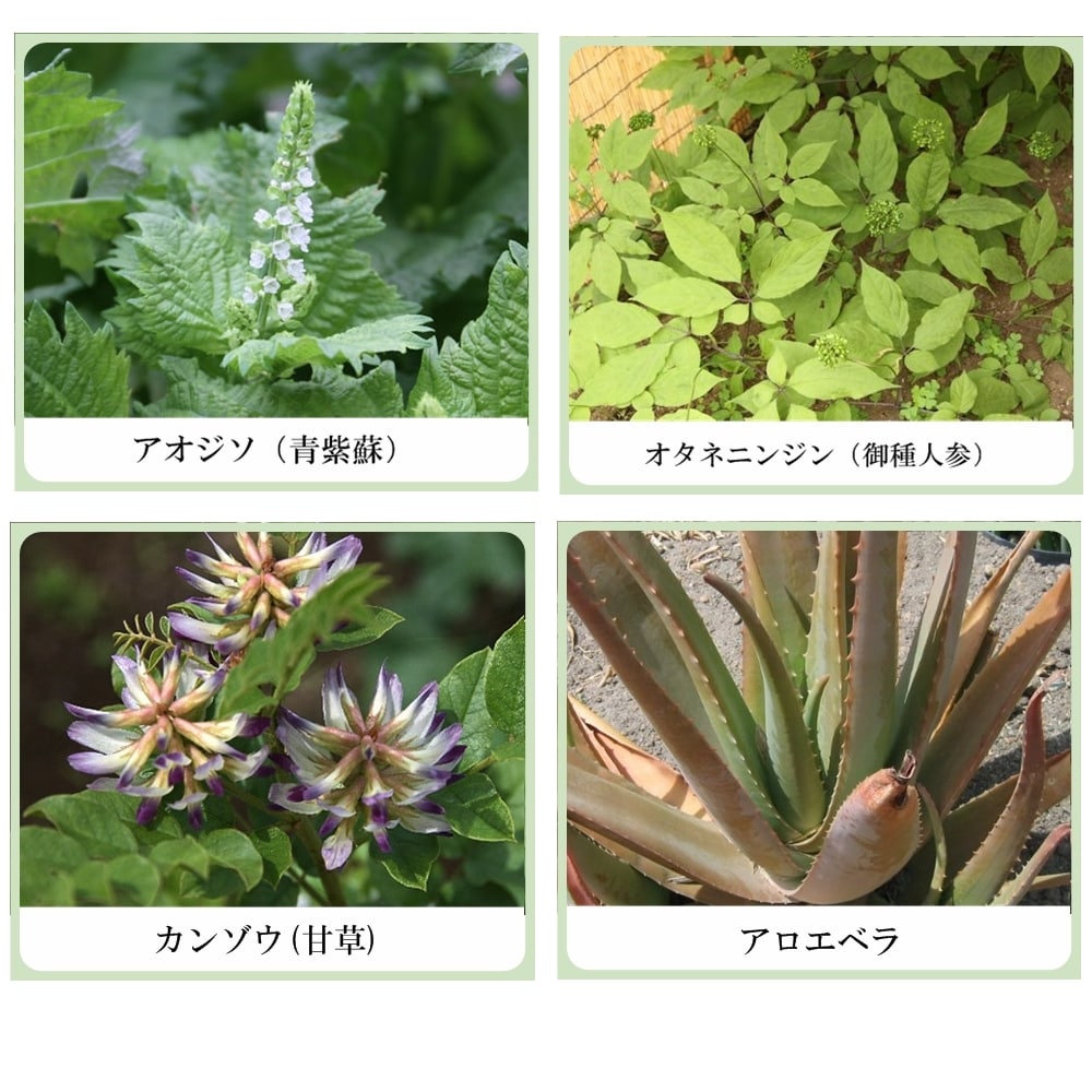 草根木花 ハーブ モイスチュアクリーム No.1 （紫蘇クリーム・紫蘇化粧品）