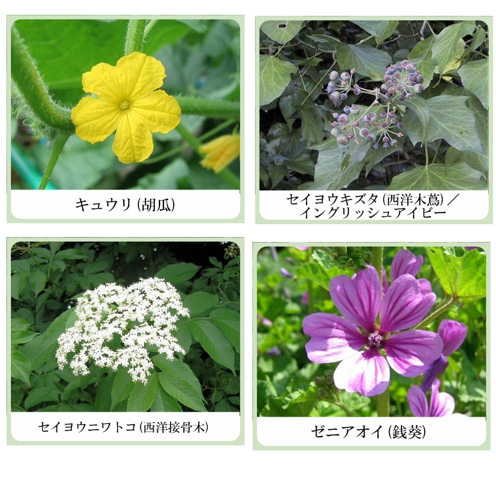 草根木花 ハーブ モイスチュアクリーム No.1 （紫蘇クリーム・紫蘇化粧品）