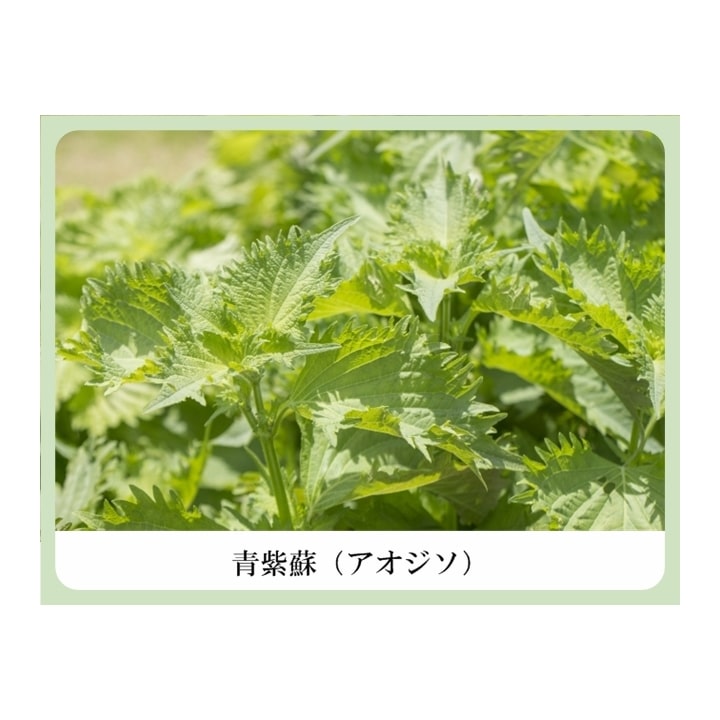 ぺリラ スキンケア ローション （シソエキス全身用化粧水・紫蘇化粧品）