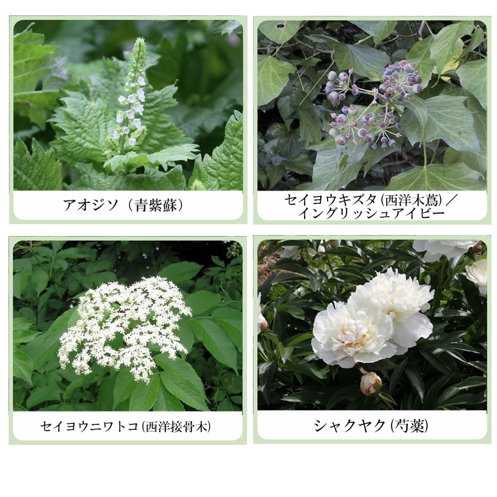 草根木花 ハーブ ボディソープ（シソエキス・アミノ酸系洗浄剤配合　紫蘇化粧品）