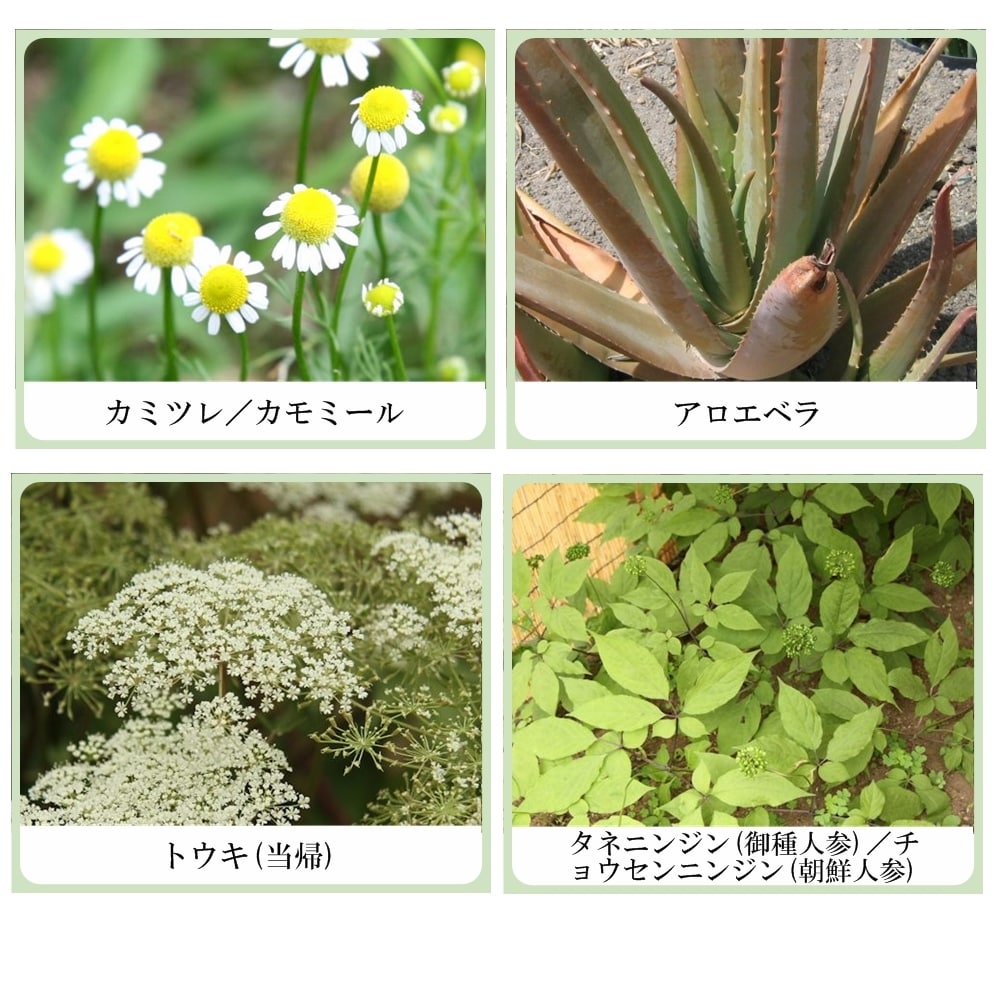 草根木花 ハーブ ボディソープ（シソエキス・アミノ酸系洗浄剤配合　紫蘇化粧品）