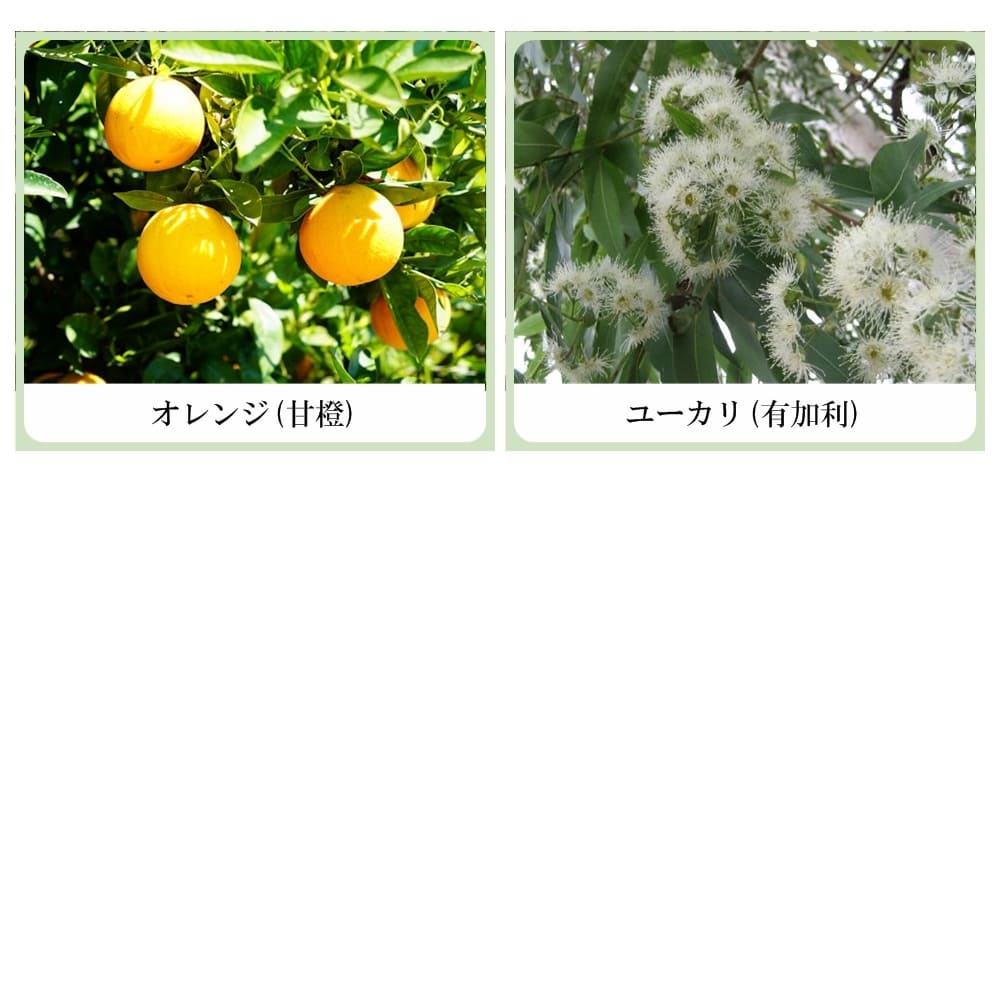 草根木花 ハーブ ボディソープ（シソエキス・アミノ酸系洗浄剤配合　紫蘇化粧品）