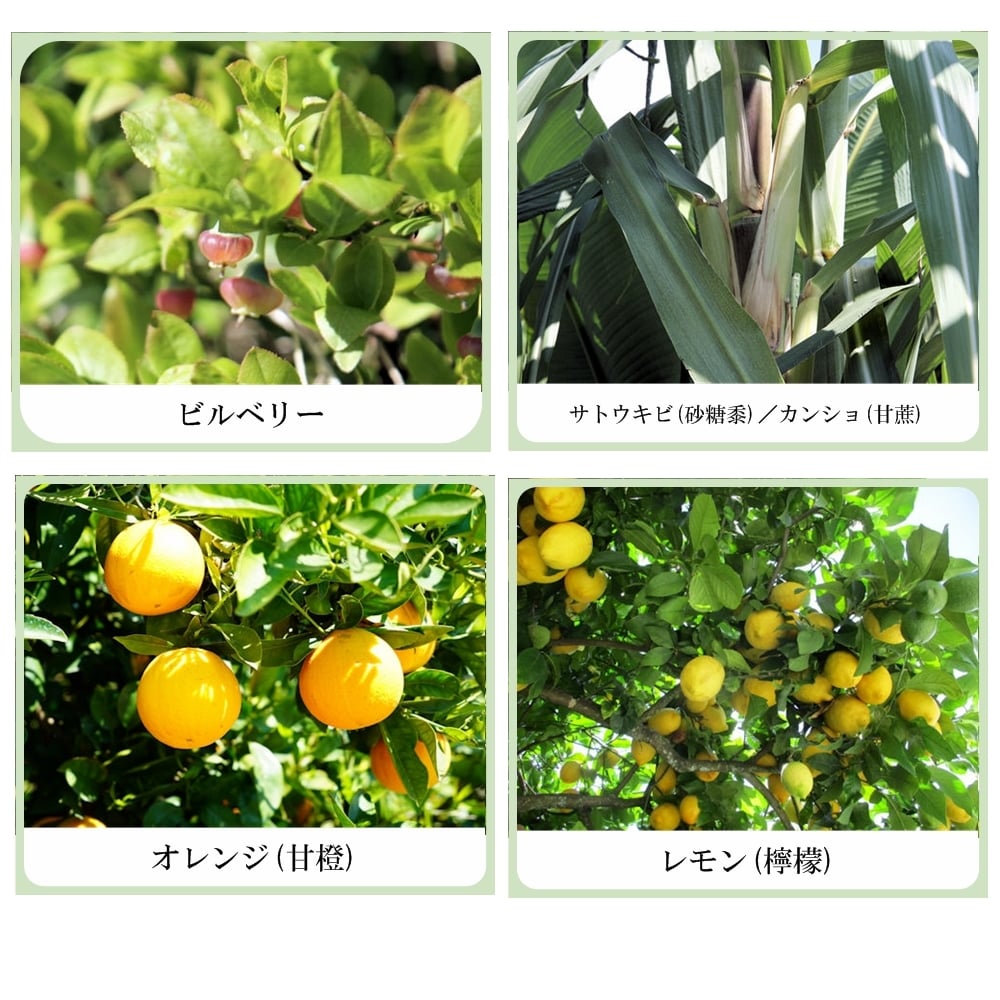 ビルベリー・サトウキビ・オレンジ・レモン配合