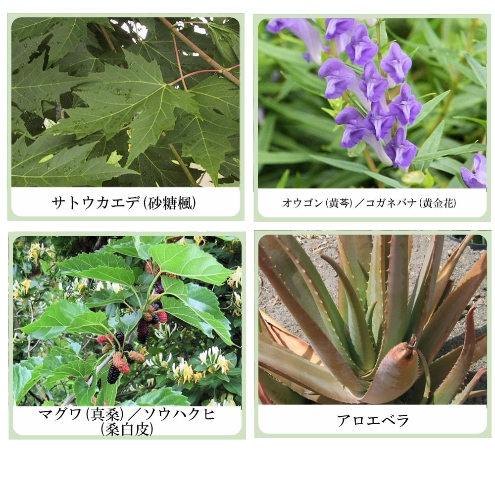 肌果美人 ハーブ コスミッククリーム（フルーツ酸配合ソフトピーリングクリーム）