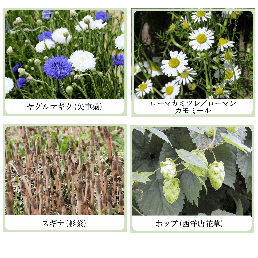 草根木花 ハーブ ナリッシュ エッセンス （オタネニンジン配合多機能美容液）