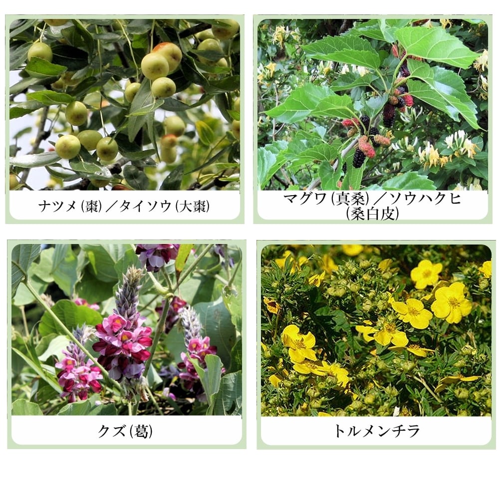 加齢美人　艶麗（えんれい） （アルジルリン・紫根エキス配合美容液）