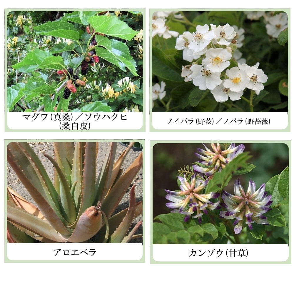 色白美人 ハーブ ホワイト フェアリークリーム(美白ファンデーション&保湿 日焼け止めクリーム)