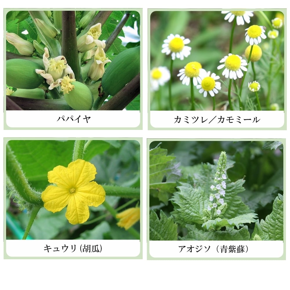 草根木花 ハーブ モイスチュアパック（パパイン酵素配合フェイシャルクレイパック）