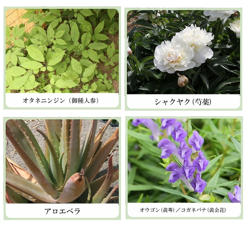 草根木花 ハーブ モイスチュアパック（パパイン酵素配合フェイシャルクレイパック）