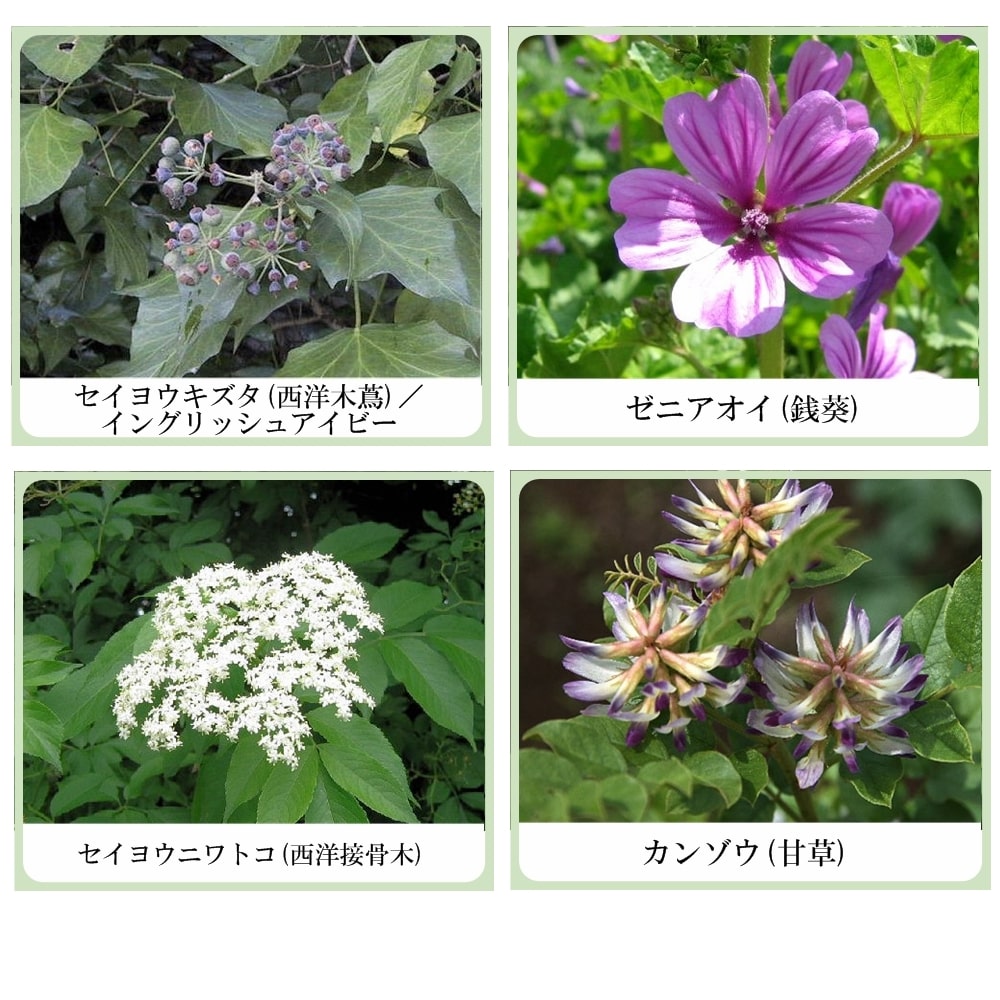 草根木花 ハーブ モイスチュアパック（パパイン酵素配合フェイシャルクレイパック）