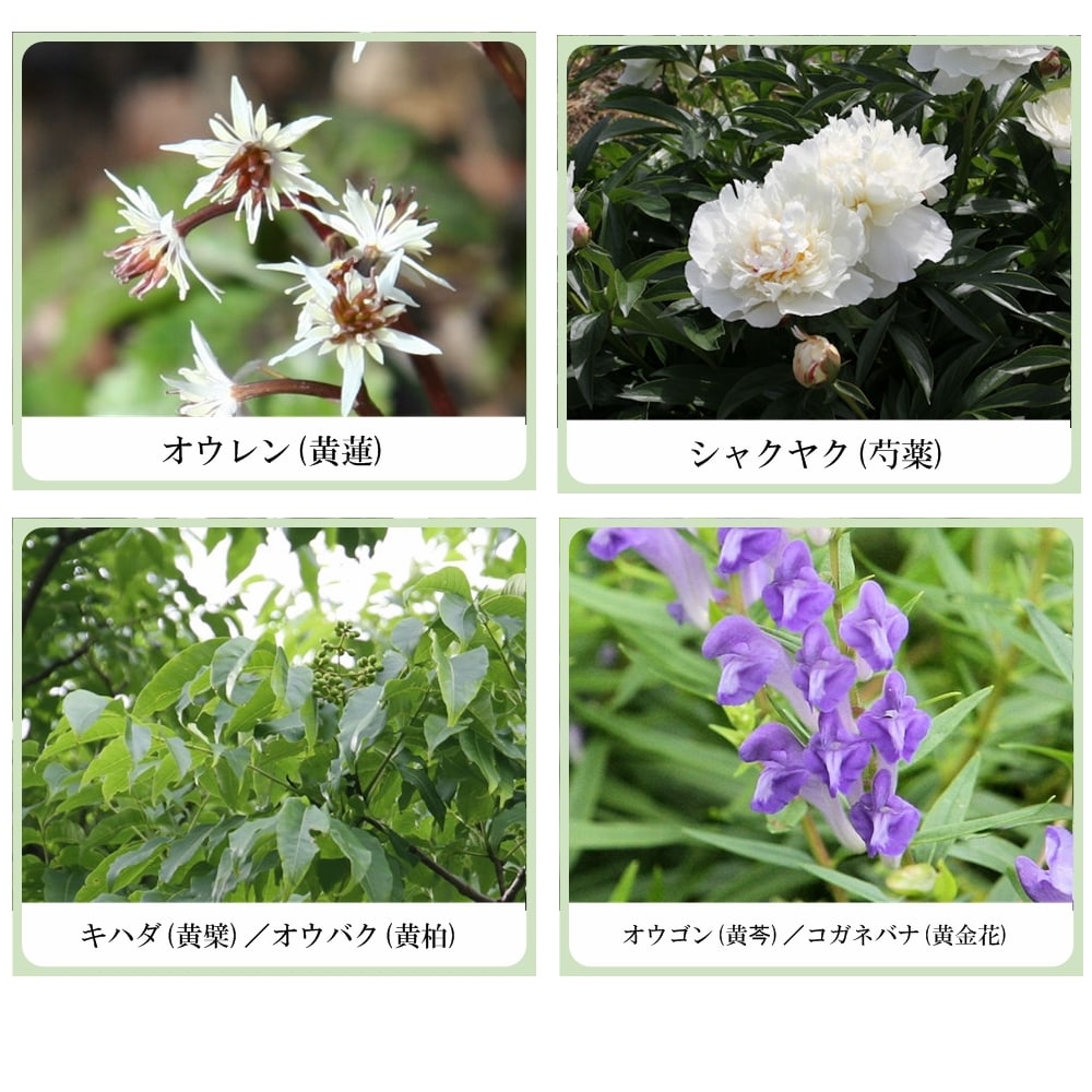 UV ハーブ トリートメント メイクベース (ボタニカル日焼け止め兼化粧下地)