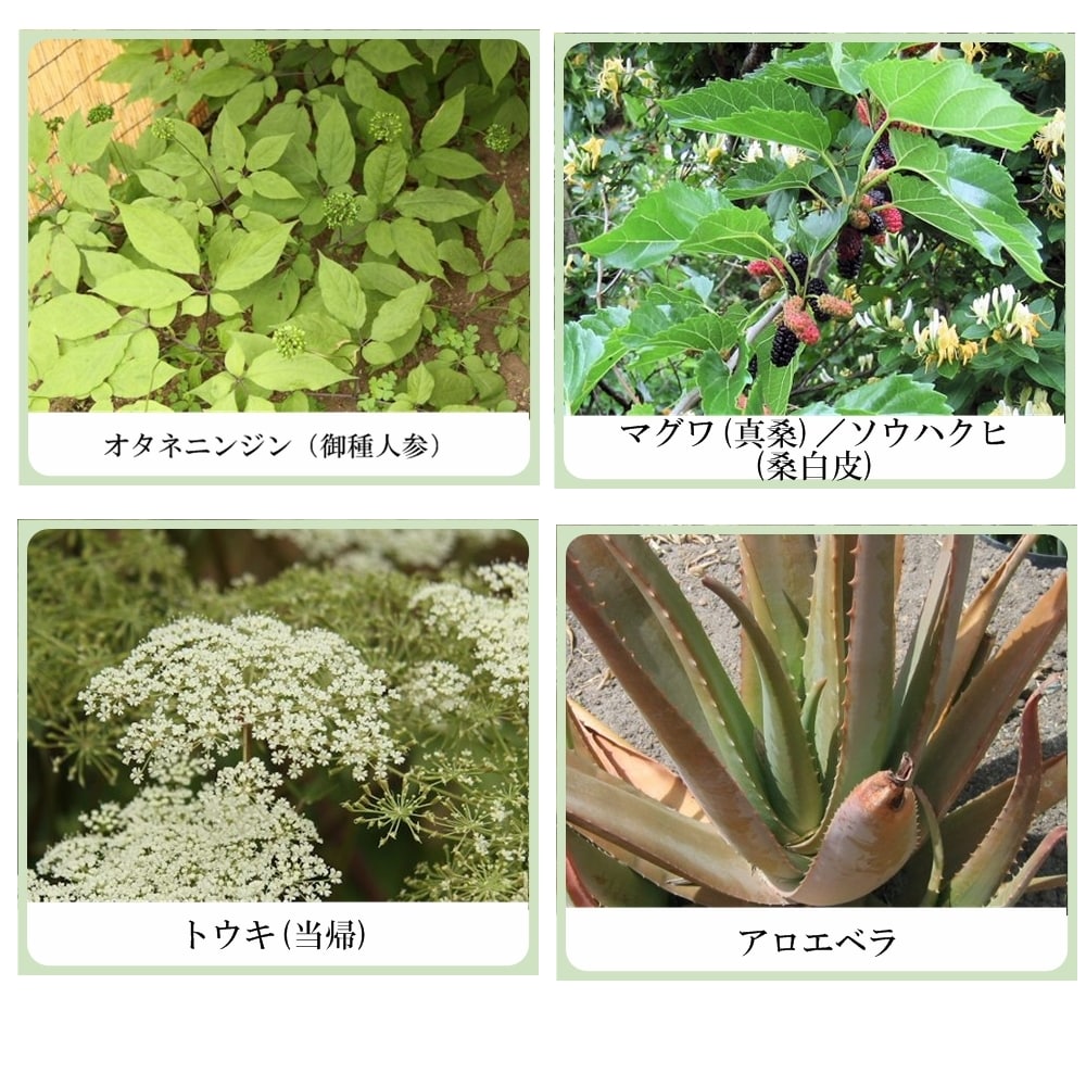 UV ハーブ トリートメント メイクベース (ボタニカル日焼け止め兼化粧下地)