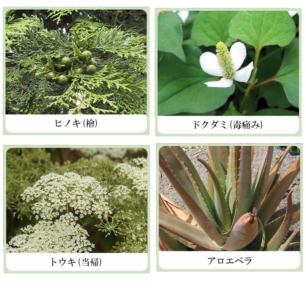 草根木花 ハーブ モイストシャンプー No1（アミノ酸系オールインワンシャンプー　ノーマルヘア用）