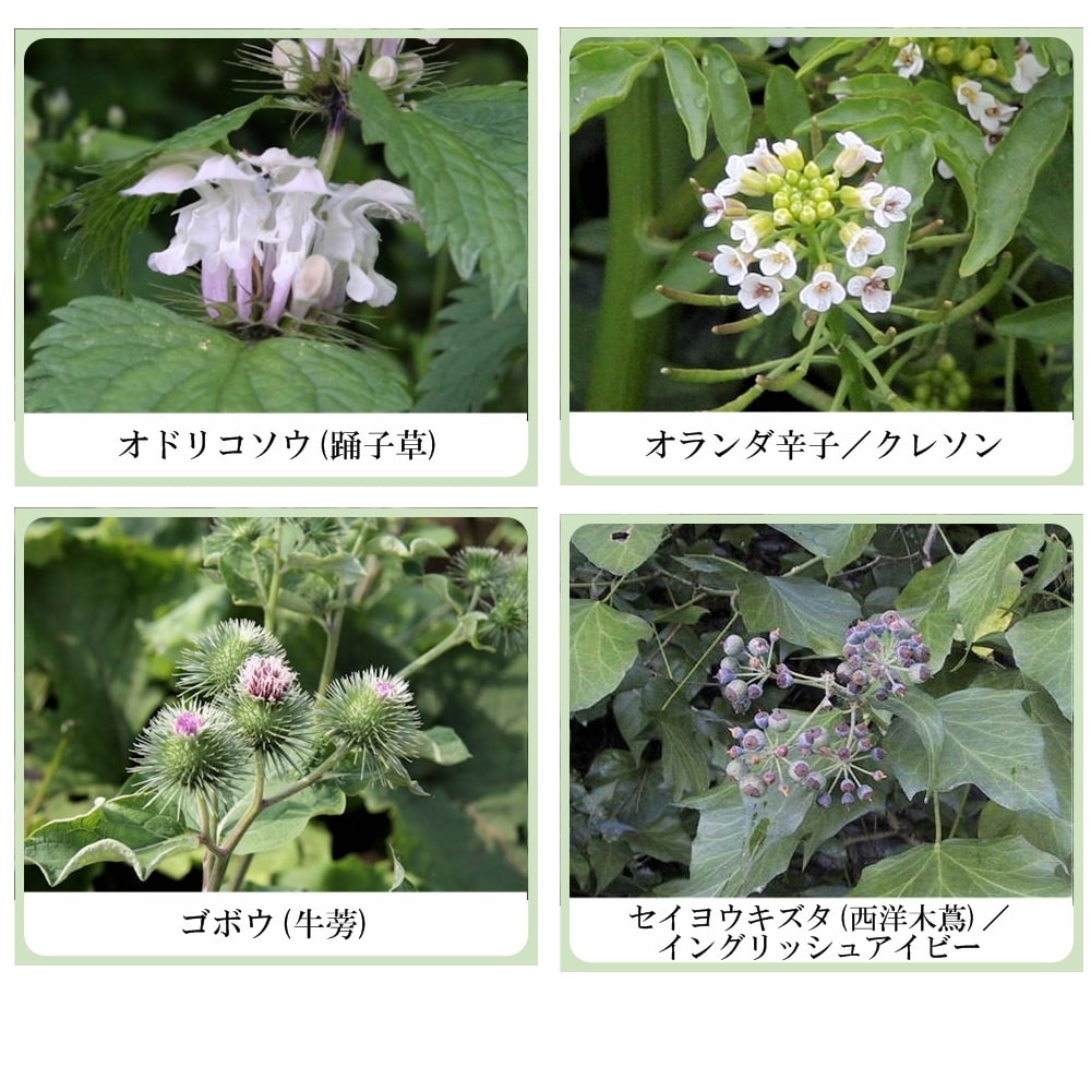 草根木花 ハーブ モイストシャンプー No1（アミノ酸系オールインワンシャンプー　ノーマルヘア用）