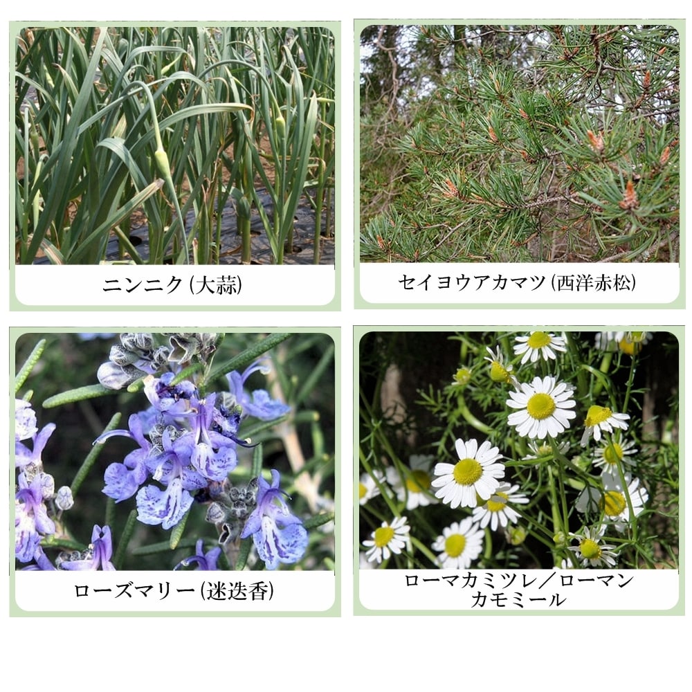 草根木花 ハーブ モイストシャンプー No1（アミノ酸系オールインワンシャンプー　ノーマルヘア用）