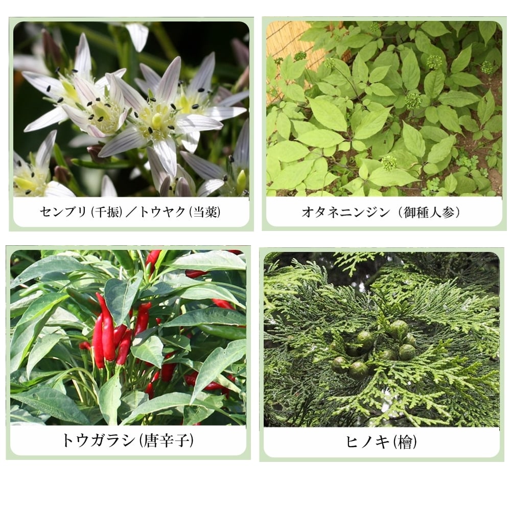 草根木花 ハーブ モイストトリートメント（コラーゲン配合ヘアトリートメント）