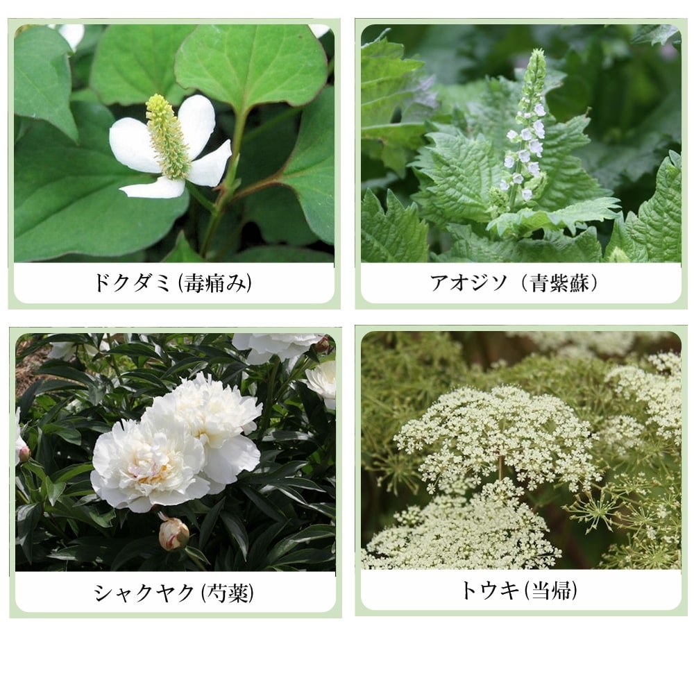 草根木花 ハーブ モイストトリートメント（コラーゲン配合ヘアトリートメント）