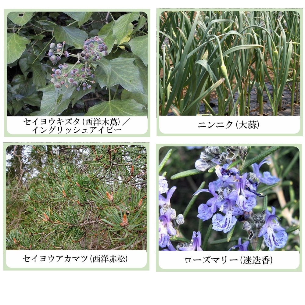 草根木花 ハーブ ヘアエッセンス No2 （ヘマチン配合センブリ養毛剤　シルバーヘア用）