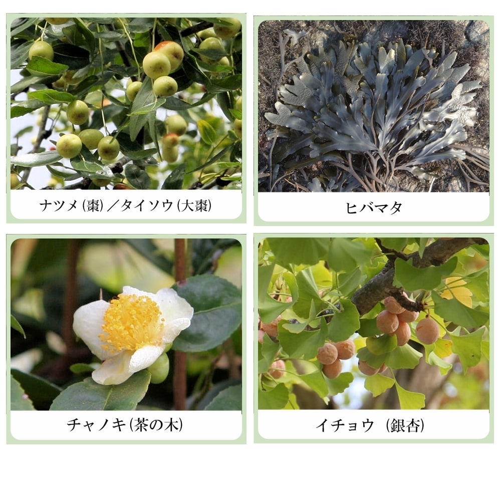 麗人痩美 セルライト ボディリフト ジェル（ナツメエキス＆ヒバマタエキス配合）