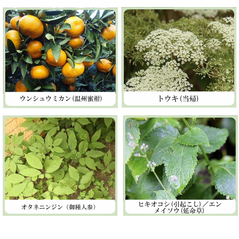 麗人痩美 セルライト ボディリフト ジェル（ナツメエキス＆ヒバマタエキス配合）